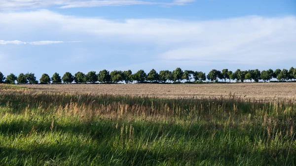 Alberi nel paesaggio — Foto Stock