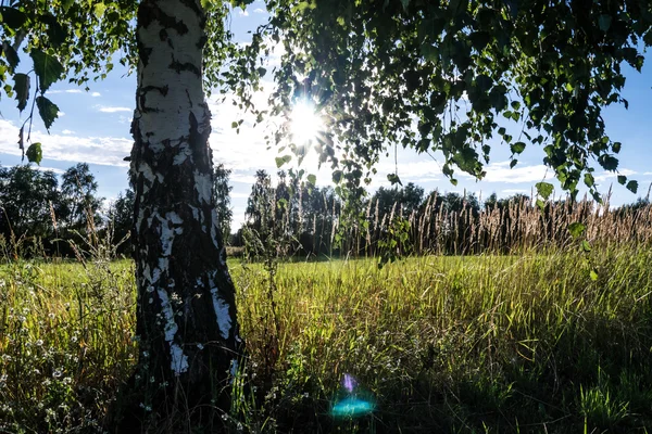 Birke auf Wiese — Stockfoto