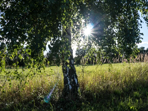 Břízy — Stock fotografie