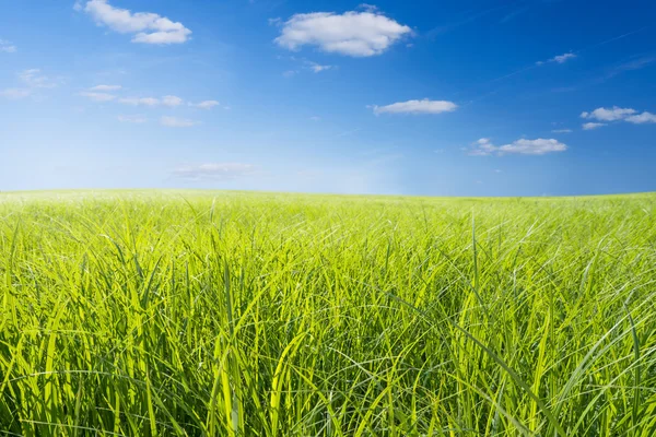 Green meadow — Stock Photo, Image