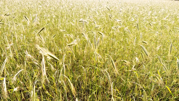 大麦フィールド背景 ロイヤリティフリーのストック画像