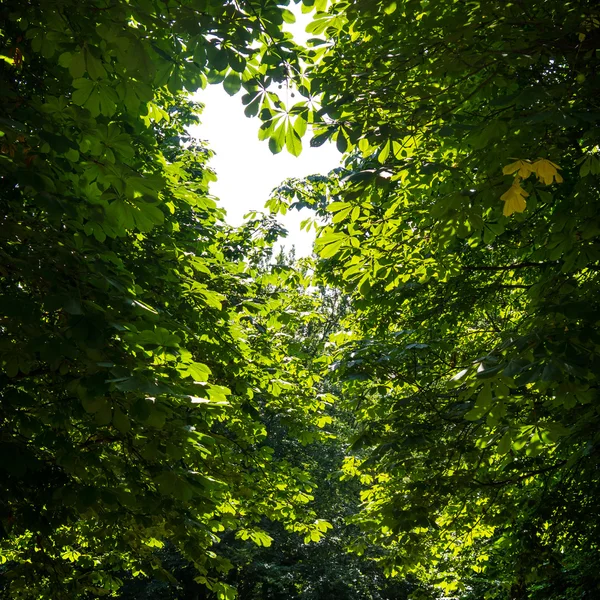 Hojas de un árbol —  Fotos de Stock