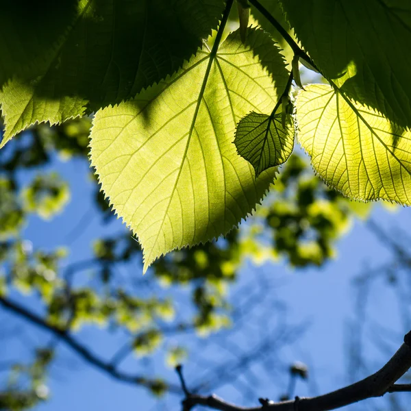 Green leaves — Stock Photo, Image