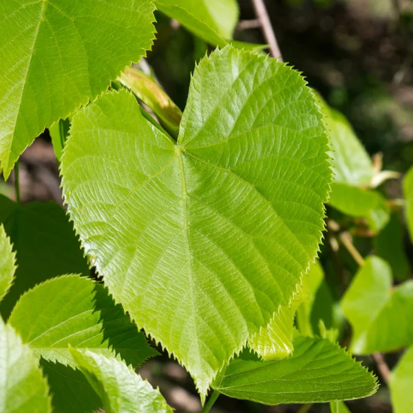 Green leaf in heart shape — Stock Photo, Image