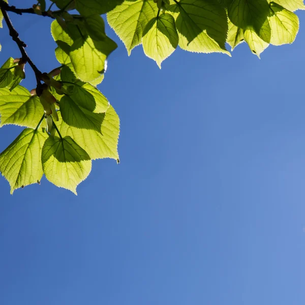 Hojas verdes y cielo azul —  Fotos de Stock