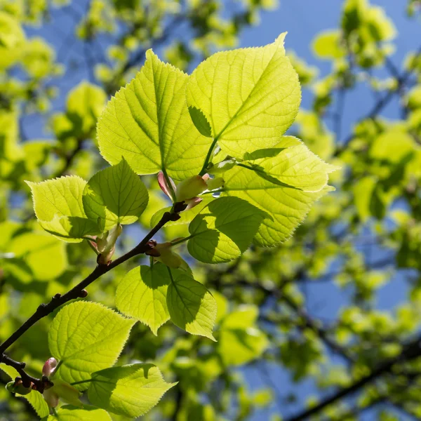 Rama de un árbol en primavera —  Fotos de Stock
