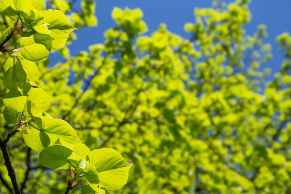 Hojas verdes —  Fotos de Stock