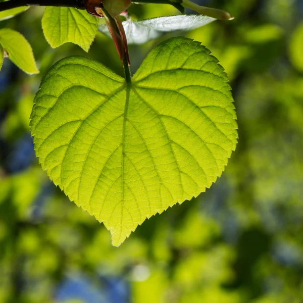 Hear leaf — Stock Photo, Image