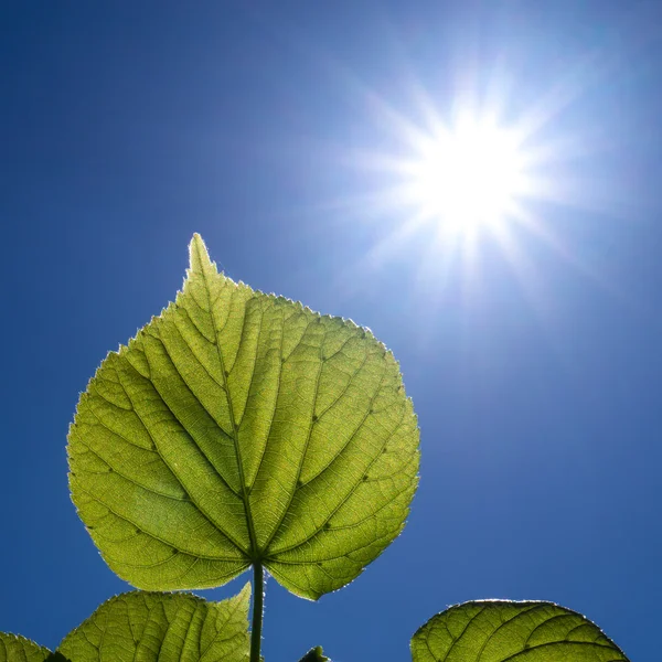 Leaves and the sun — Stock Photo, Image