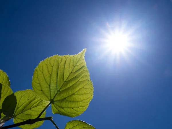A branch with leaves and sun — Stock Photo, Image