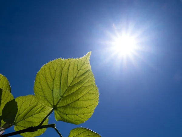 Una rama con hojas y sol —  Fotos de Stock