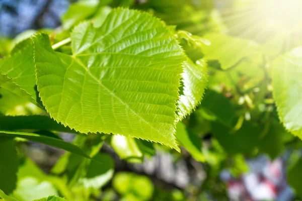 A branch with leaves and sun — Stock Photo, Image