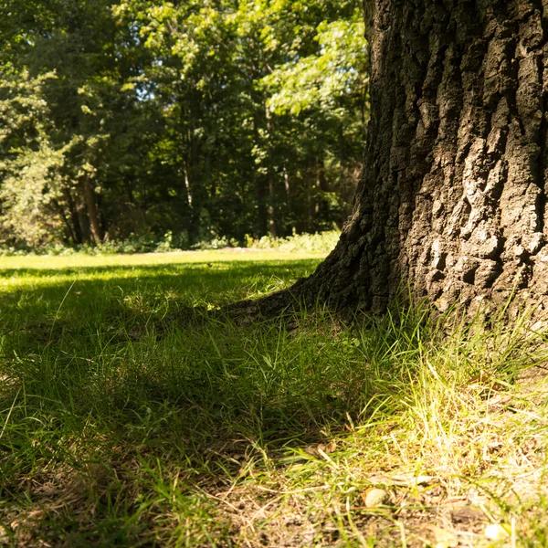 Tronco de árbol — Foto de Stock