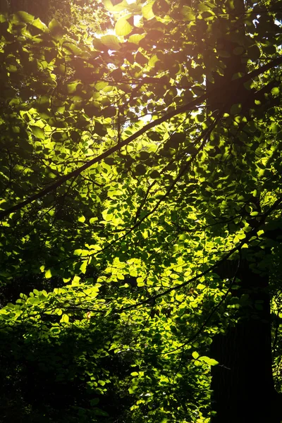 Blätter eines Baumes — Stockfoto