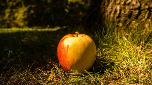 森林の地面上のリンゴ ストック画像