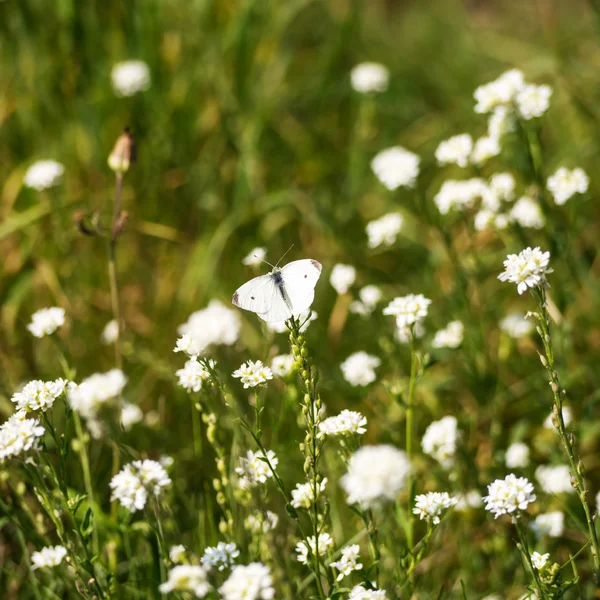 Butterfly on flower — Stock Photo, Image