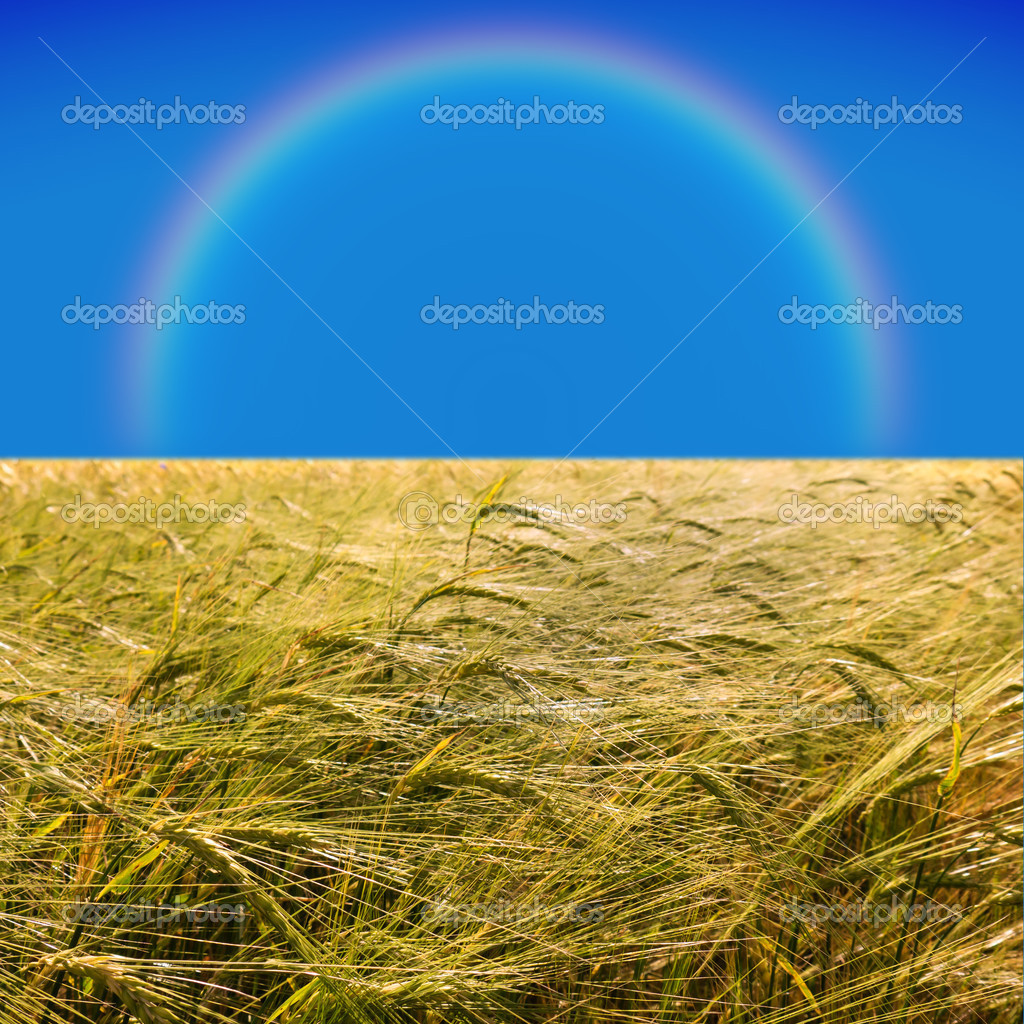 虹と大麦のフィールド ストック写真 C Spcreative 虹と大麦のフィールド ストック写真 C Spcreative