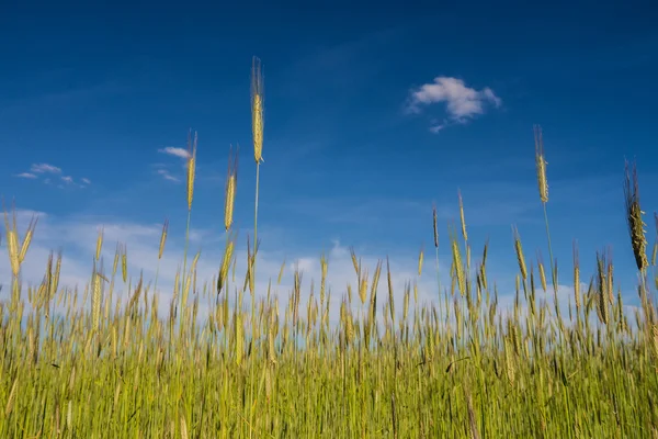 Campo de cevada Imagem De Stock