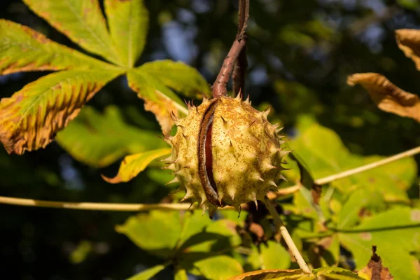 Chestnut on tree — Stock Photo, Image