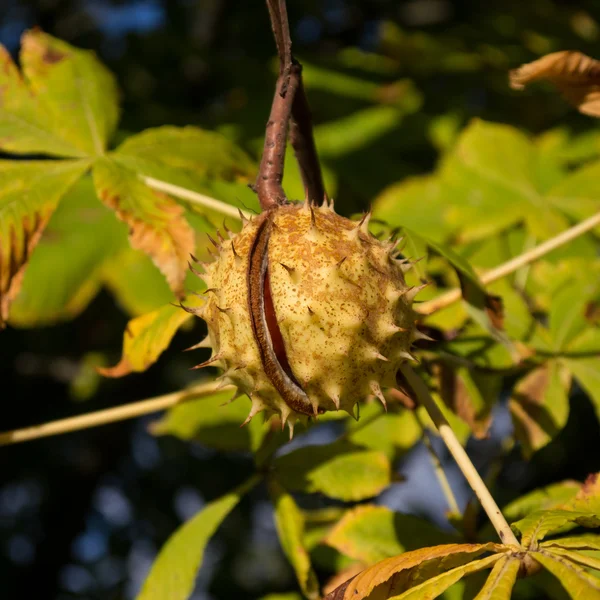 Chestnut tree — Stock Photo, Image