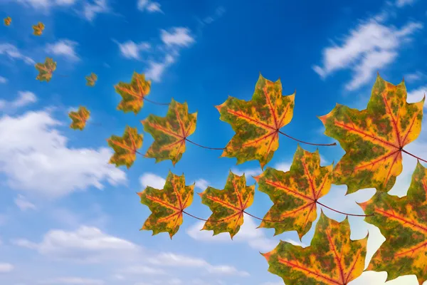 Flying leaves in autumn — Stock Photo, Image