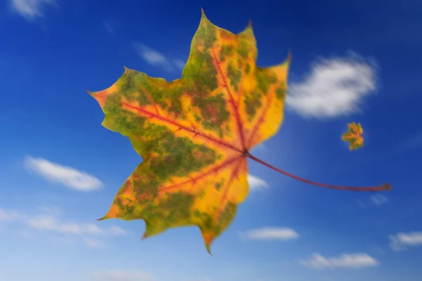 Flying leaf in autumn — Stock Photo, Image