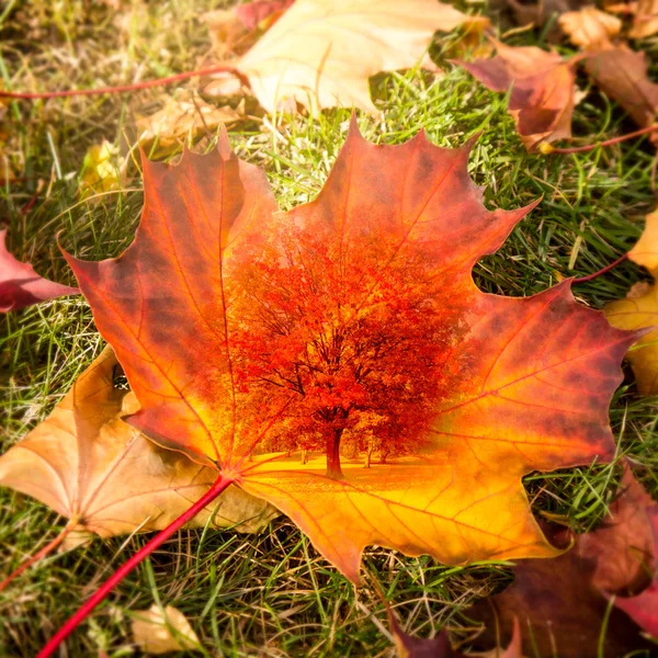 Akçaağaç yaprağı ve ağaç — Stok fotoğraf