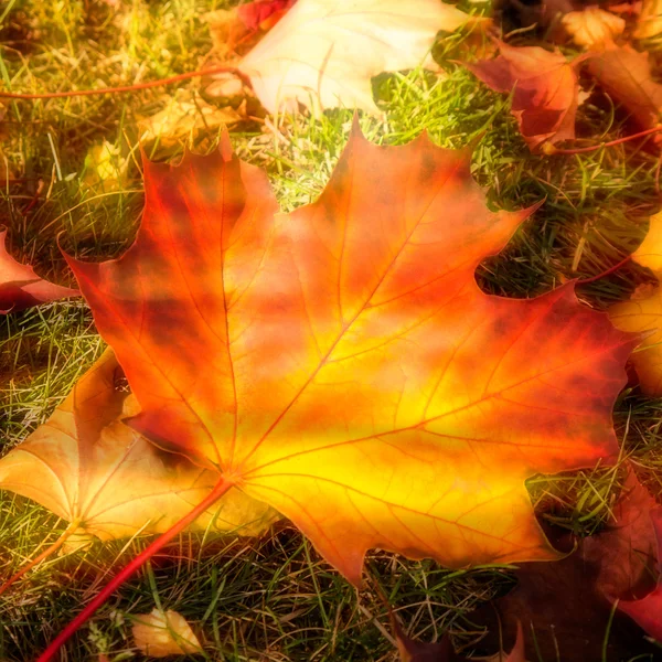 Maple leaf — Stock Photo, Image