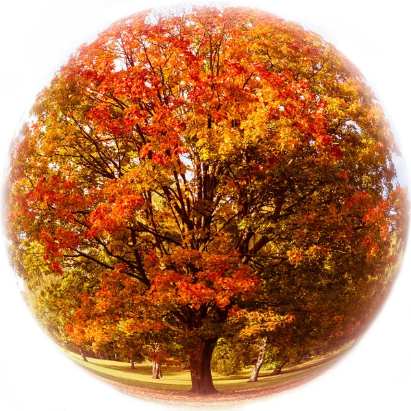 Maple tree in a ball — Stock Photo, Image