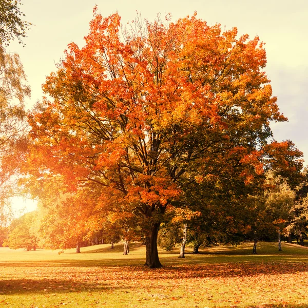 Árbol de arce en otoño —  Fotos de Stock