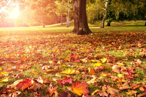 Meadow, maple and sunlight — Stockfoto