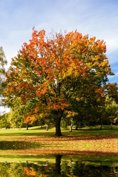 Herbstbaum und See — Stockfoto