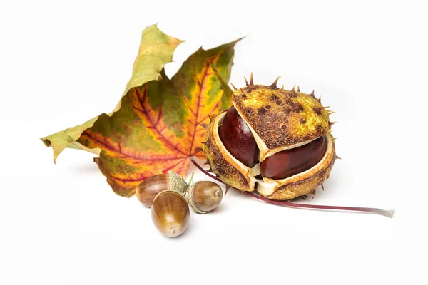 Kastanje, acorn en herfst blad Stockfoto