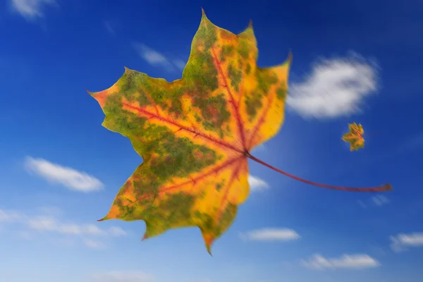 Flying leaf in autumn Royalty Free Stock Images