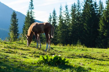 Çayırda bir tay otluyor, Karpat Dağları, Ukrayna