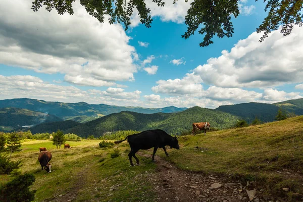 Un pâturage sur les collines des Carpates ukrainiennes — Photo