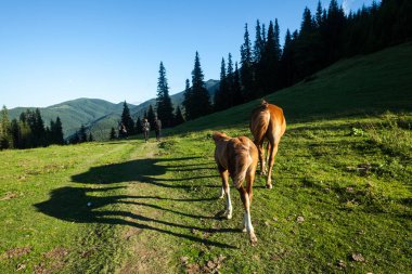 CARPATHIANS, UKRAINE - 14 Ağustos 2016: Bir çift tarafından bir kısrak takip ediliyor ve yavrusu bir patikada yürüyor, Karpat Dağları, Ukrayna