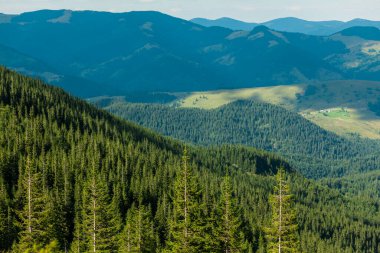 Karpat Dağları, Ukrayna 'nın güzel yeşil dağ manzarası