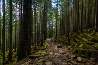 Çam ormanları, Karpat dağları, Ukrayna boyunca uzanan taş bir patika.