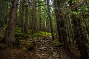 Çam ormanlarının zemininde yoğun bir yosun tabakası, Karpat dağları, Ukrayna