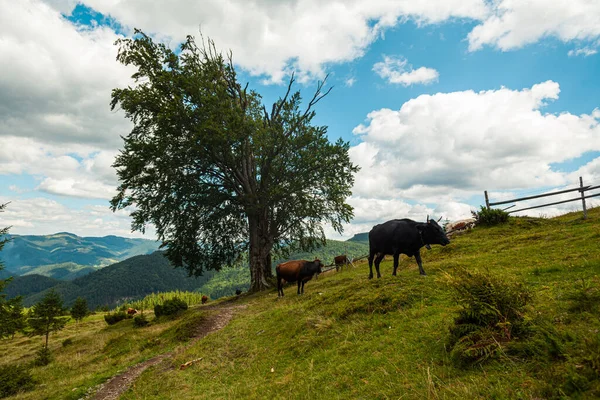 Vacas pastando em um pasto com uma árvore solitária no meio, montanhas dos Cárpatos, Ucrânia — Fotografia de Stock