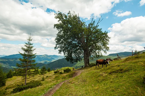 Un arbre solitaire et des vaches broutant autour, montagnes des Carpates, Ukraine — Photo
