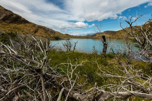 Ветки мертвых деревьев на траве, Национальный парк Торрес-дель-Пайне, Чили — стоковое фото