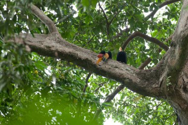 Ender boynuzlu kuş yağmur ormanlarında ağaçtan aşağı bakıyor.