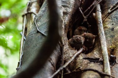 Hayali bir tarsier ailesi, Endonezya 'daki Tangkoko Ulusal Parkı' ndaki ağaç oyuğundan gizlice bakıyor.