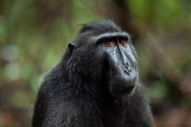 Üzgün görünen Sulawesi tepeli makağı, Tangkoko Ulusal Parkı, Endonezya