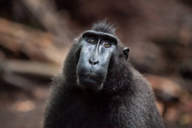 Endonezya 'daki Tangkoko Ulusal Parkı' ndaki üzgün görünümlü siyah bir makağın portresi.