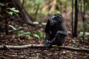 Düşüncelere dalmış ağaç dalında oturan ibikli siyah maymun bakışı, Tangkoko Ulusal Parkı, Endonezya