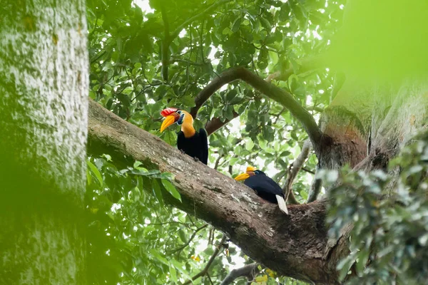 Coloridos cuernos pareja sentada en la rama del árbol en la selva tropical de la isla de Sulawesi, Indonesia —  Fotos de Stock