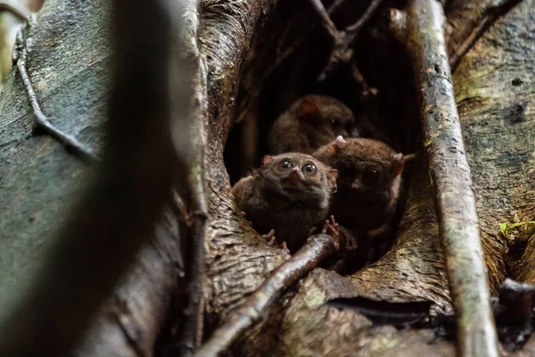 Una familia de tarseros espectrales está asomándose del árbol, Parque Nacional Tangkoko, Indonesia — Foto de Stock